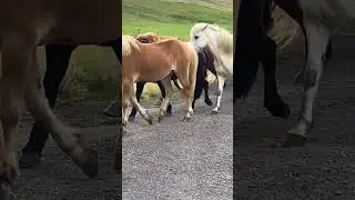 Huge Herd Of Horses ! 🇮🇸