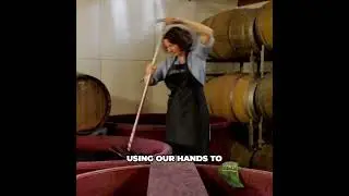 Wine Making  It's Hard Graft Agriculture, Not Glamour!