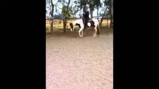 SOLD! Clearly A Rap by Res. World Champion Arapadude