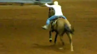 video of dinero, 1d horse