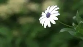 White Flower   Free HD Stock Video Footage   Videezy com