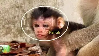 Unbelievable! Newborn Baby Monkey Farrah Keeps Its Long Tongue Out of Mouth, What' Wrong With Baby