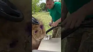 Жесткая любовь этого человека дисциплинировала львов ❤️ #шорты