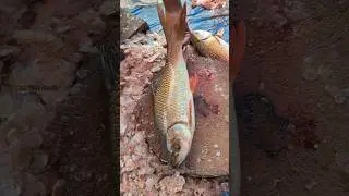 Amazing!! Special Perfect Size Rohu Fish Cutting Skills in Fish Market 😯😱 || #shorts #cuttingskills