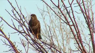 Birding trip in South East Bulgaria: autumn