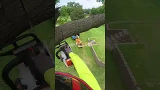 Dropping a Massive Tree Branch with a Chainsaw