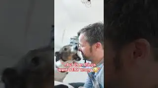 &ldquo;Never Challenge a Rescue Dog to a Staring Contest&hellip;&rdquo; #shorts