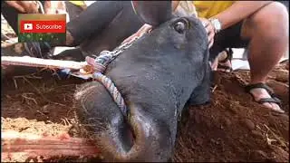 Detik detik gerandong sapi 1, 3 ton di sembelih