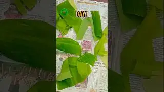 Banana leaf setup method #fishcare #guppyfish #leaves #shorts