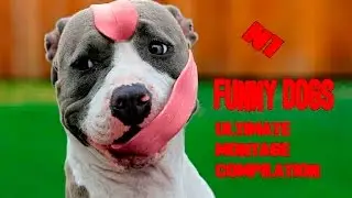 Funny Dogs Compilation (Ultimate montage №1)