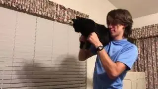 Cat Cannon