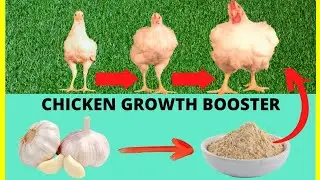 The SIMPLEST Broiler Chicken Growth Booster to Make... GARLIC POWDER