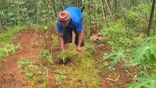 Rural Farming Weed Cleaning Technique #RuralAgriculture #TraditionalFarming