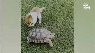 Animals Doing the Most: Cats, Dogs, Turkey, and a Surfing Dog! #shorts