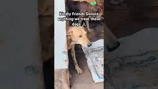 Kindly donate here 👉 paypal.me/derekanimalcontrol #doglover #dog #help #support #sad #adoptstrays