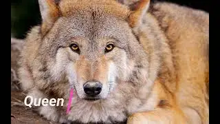 best wolf names
