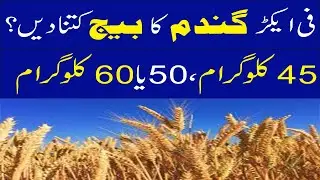 How much wheat seed per acre? | What is the seed ratio for wheat | How much wheat seed give per acre