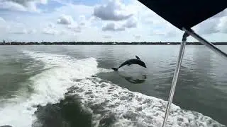 6+ Dolphins jumping behind a boat while they surf the wake