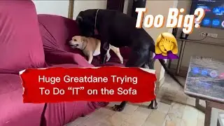 Too Big to Handle 😭 😭Huge Greatdane&rsquo;s Awkward Love Attempt on Sofa