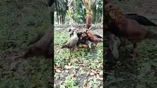 ayam bangkok keturunan usia tiga bulan rawatan full umbaran
