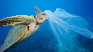 Drowning in a Sea of Plastic