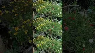 💐 Flowers Opening Time-lapse #shorts #ytshorts #garden #flowers #timelapse #timeless #flower