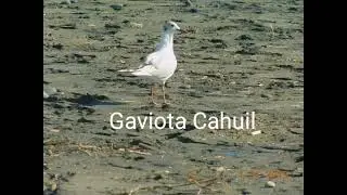 Aves Marinas Y Playeras De Chile Y Sus Cantos