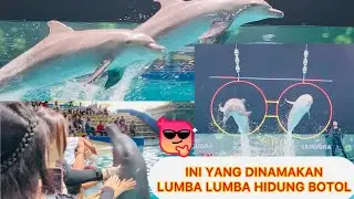 PESONA  ATRAKSI LUMBA LUMBA Si CERDAS YANG RAMAH / DOLPHIN SHOW OCEAN DREAM SAMUDRA ANCOL🙀