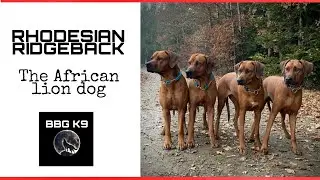 Rhodesian Ridgeback | The African lion dog | dog breed [facts] | BBG K9