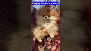 Puppy close up view 😉 World no.1 puppy dog 😘cat, pets #Animal lovely#puppy in garden#shorts#reels