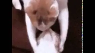 Cats gif