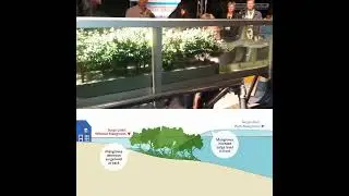 How mangrove forests protect the coast