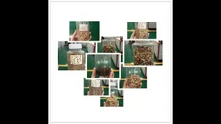 #shorts  Floating Fish Feed Produced by Lima Fish Feed Extruder Machine