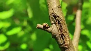 ПЕНИЕ ПТИЦ И ЗВУКИ ЛЕСА. ВЕСНА. Микромир у нас под ногами.