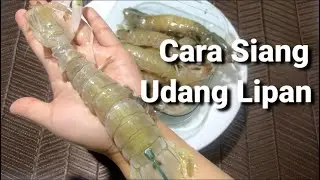 Cara siang UDANG LIPAN yg betul | how to clean MANTIS SHRIMP step by step