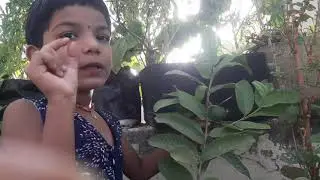 10 Lines on Guava | Essay on Guava | Essay Writing on Guava | Speech about Guava for kids