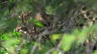 FIRST RELEASE OF OCELOTS IN IBER&Aacute;