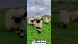 #animals #рекомендации #рек #барашки #веселье #танцы #животные