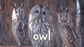 Bird Sounds! Learning Sounds of Birds for Kids