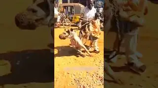 Man Controls a Wild Hyena Like a Pet &ndash; Unbelievable Footage