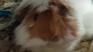 Rootie Bootie The Scootie Bootie Boi Guinea Pig Is Very Patient With Me