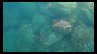 RoV Dive in Port of Kingston