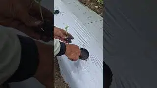Smart farmer waters plants with unique tool-Agriculture farming #farming #satisfying #shorts