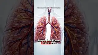 Germ Layers and its Derivatives 