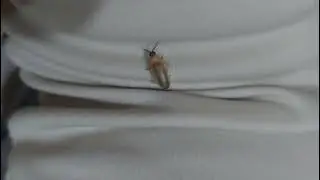 Smallest pet in the world #firefly #insect #foryou #fyp #fypシ #fypシ゚viral 