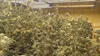 Lemon Cherry Gelato under Growers Choice 720s