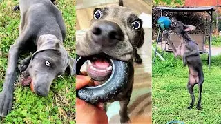 4 month old Weimaraner's tiktok funny moments compilation 2021!!! Baloo the Weim #shorts
