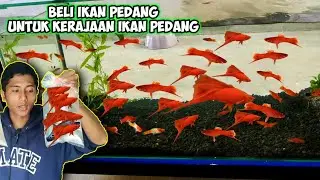 BELI IKAN PEDANG UNTUK KERAJAN IKAN PEDANG