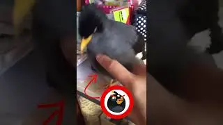 Angry Birds in real life💀.#foryou #angrybirds #bomb #angrybirdbomb#funny