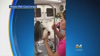 Local Pet Care Providers Bring Supplies & Meds To Key Largo